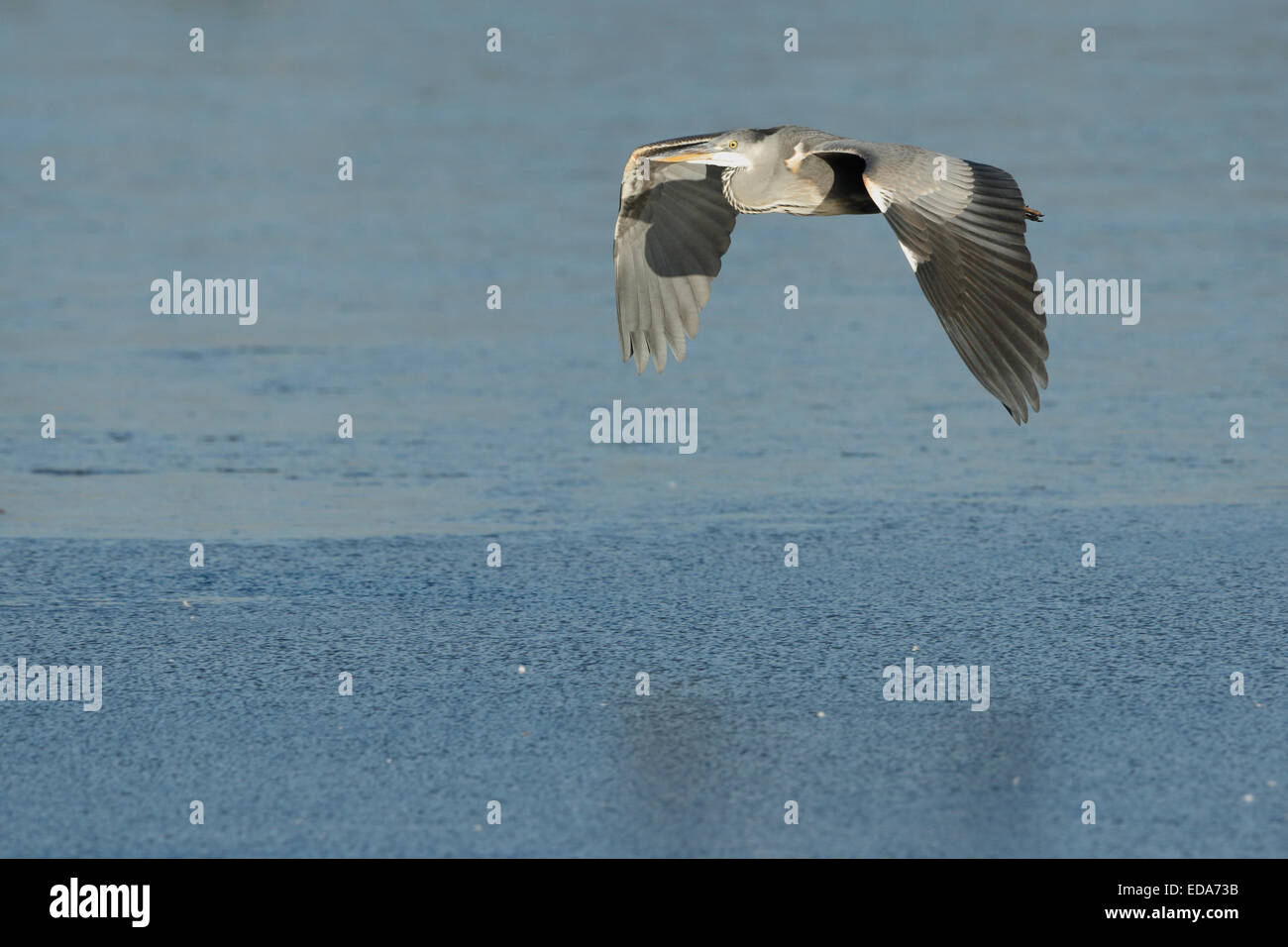 Airone cinerino (Ardea cinerea), adulto, in volo, oltre l'acqua congelata, Slimbridge, Gloucestershire, Inghilterra, Dicembre Foto Stock