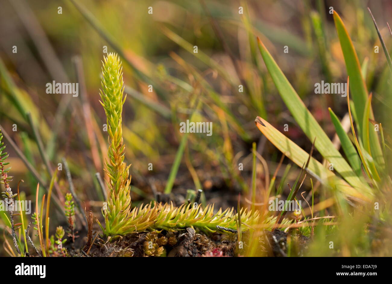 Marsh Clubmoss, Lycopodiella inundata con fronde fertili su bagnato torba a Studland, Dorset. Foto Stock