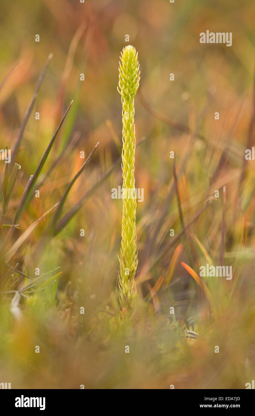 Marsh Clubmoss, Lycopodiella inundata con fronde fertili su bagnato torba a Studland, Dorset. Foto Stock