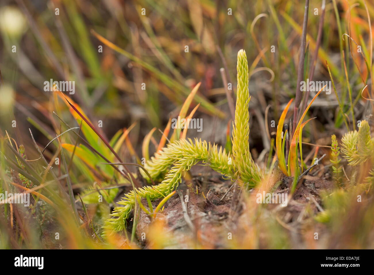 Marsh Clubmoss, Lycopodiella inundata con fronde fertili su bagnato torba a Studland, Dorset. Foto Stock
