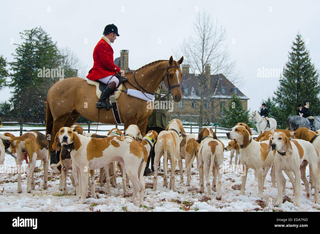 Come la bugle suoni, Essex Hunt Club invia i cavalli e segugi racing nella prateria una procedura annuale di ringraziamento Fox Hunt. Foto Stock