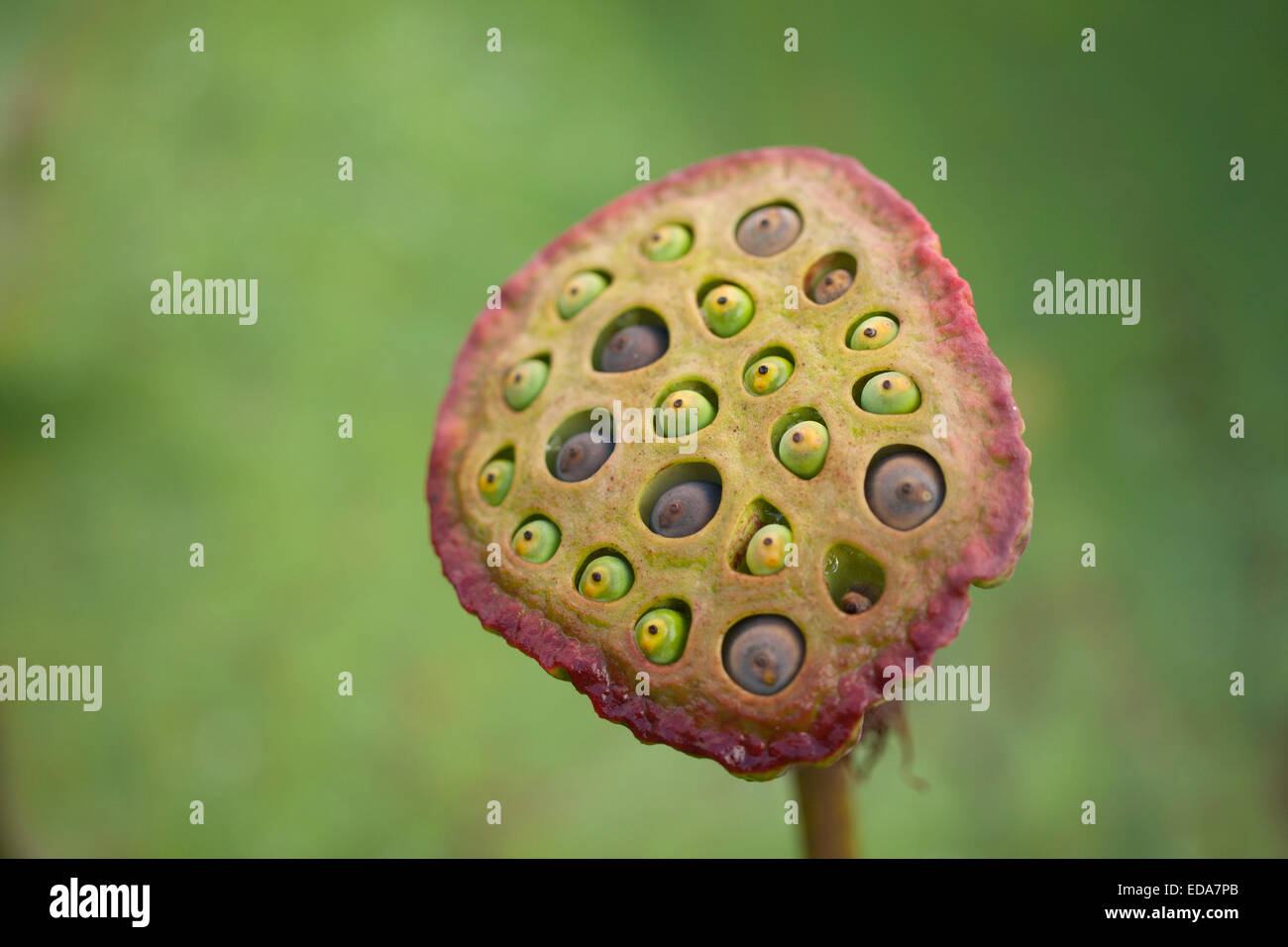 Close-up di fiori di loto i semi Foto stock - Alamy