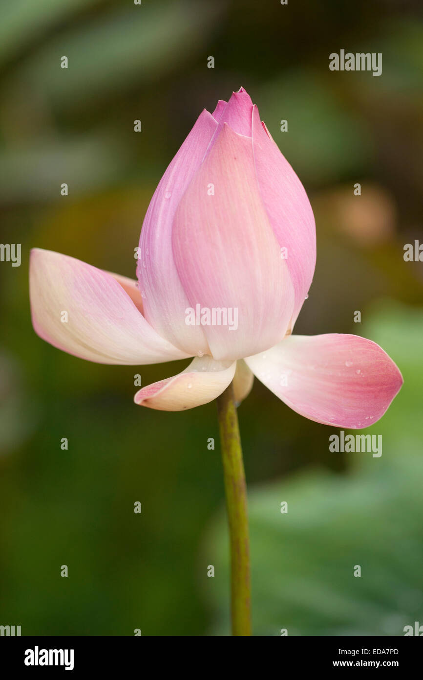 Close-up di fiore di loto Foto Stock