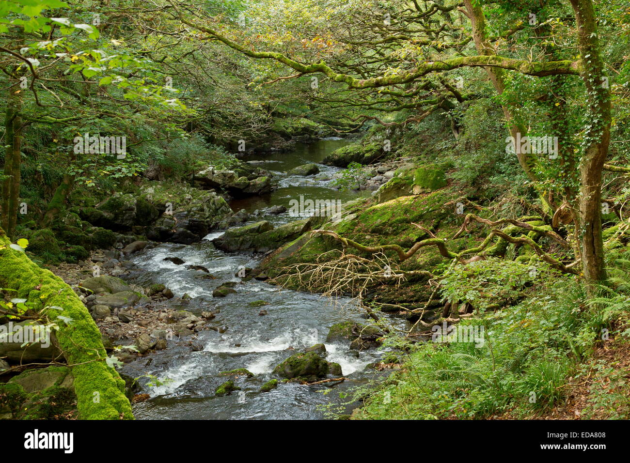 Autunno in Oriente Lyn River Valley, Parco Nazionale di Exmoor, Devon. Foto Stock
