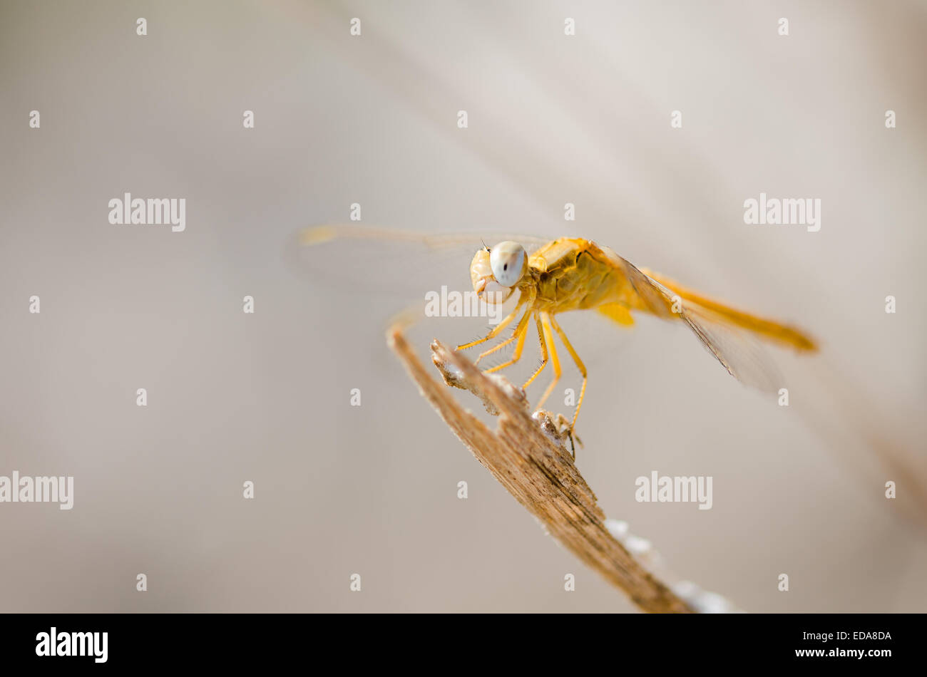 La Scarlet femmina darter dragonfly (Crocothemis erythraea) appoggiato su un bastone. Foto Stock