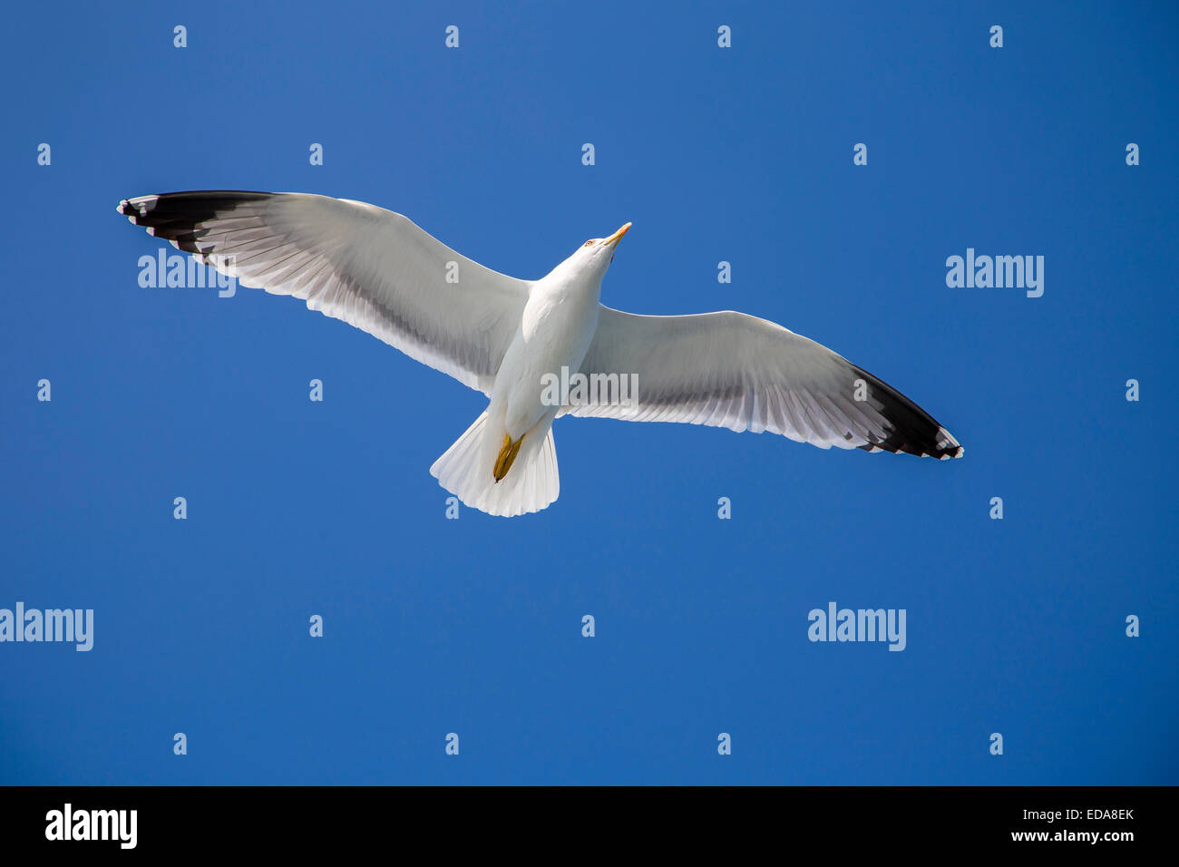 Unico Seagull battenti in blu cielo chiaro e luminoso sun Foto Stock