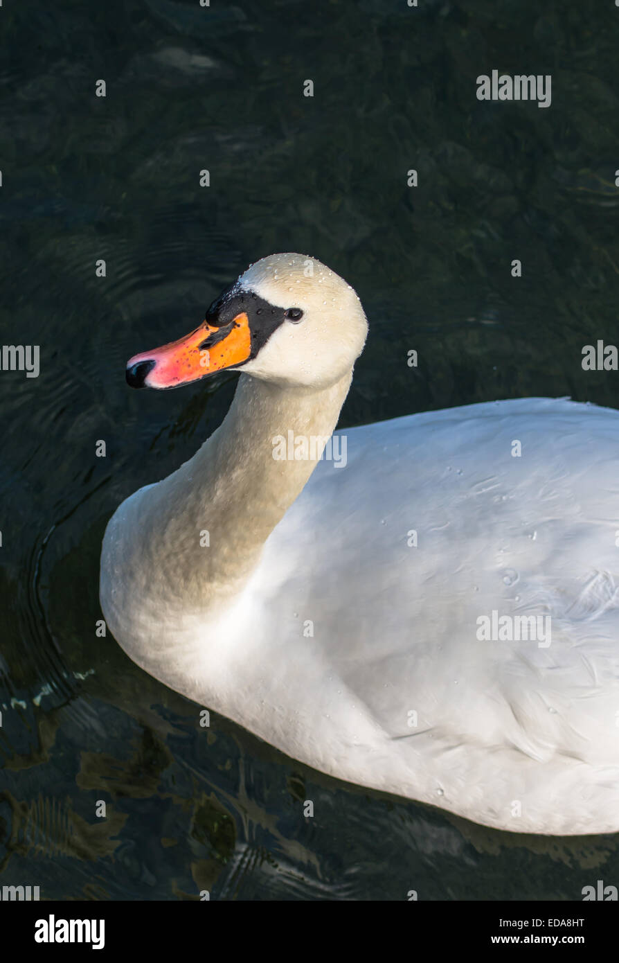 Ritratto di un elegante Swan Foto Stock