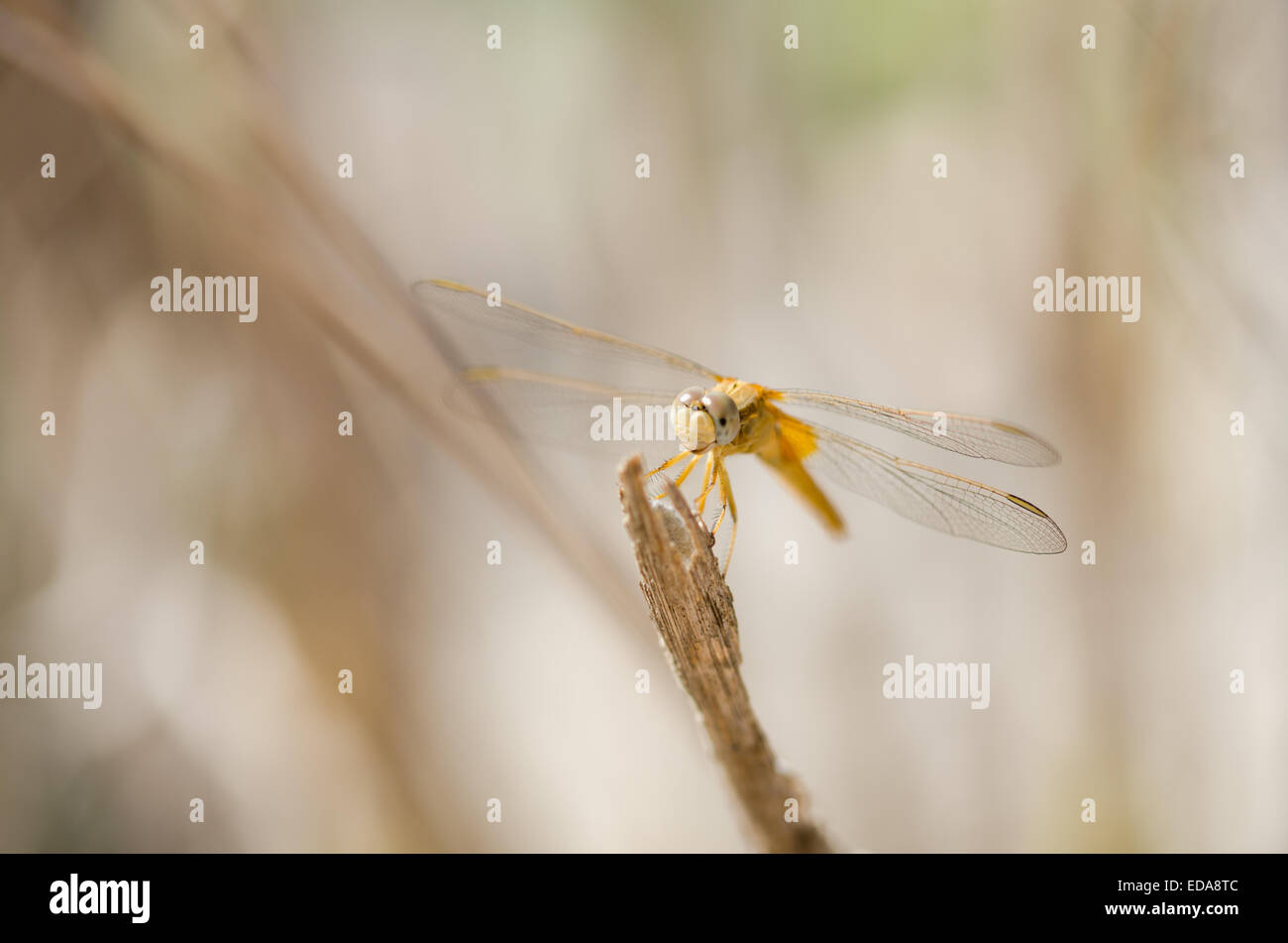 La Scarlet femmina darter dragonfly (Crocothemis erythraea) appoggiato su un bastone. Foto Stock