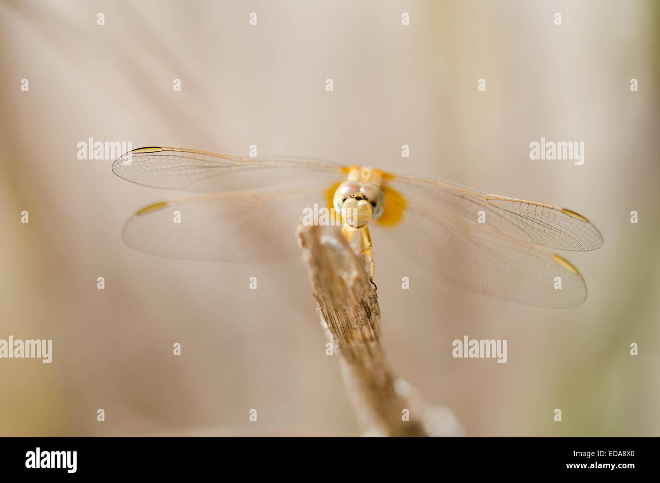 La Scarlet femmina darter dragonfly (Crocothemis erythraea) appoggiato su un bastone Foto Stock