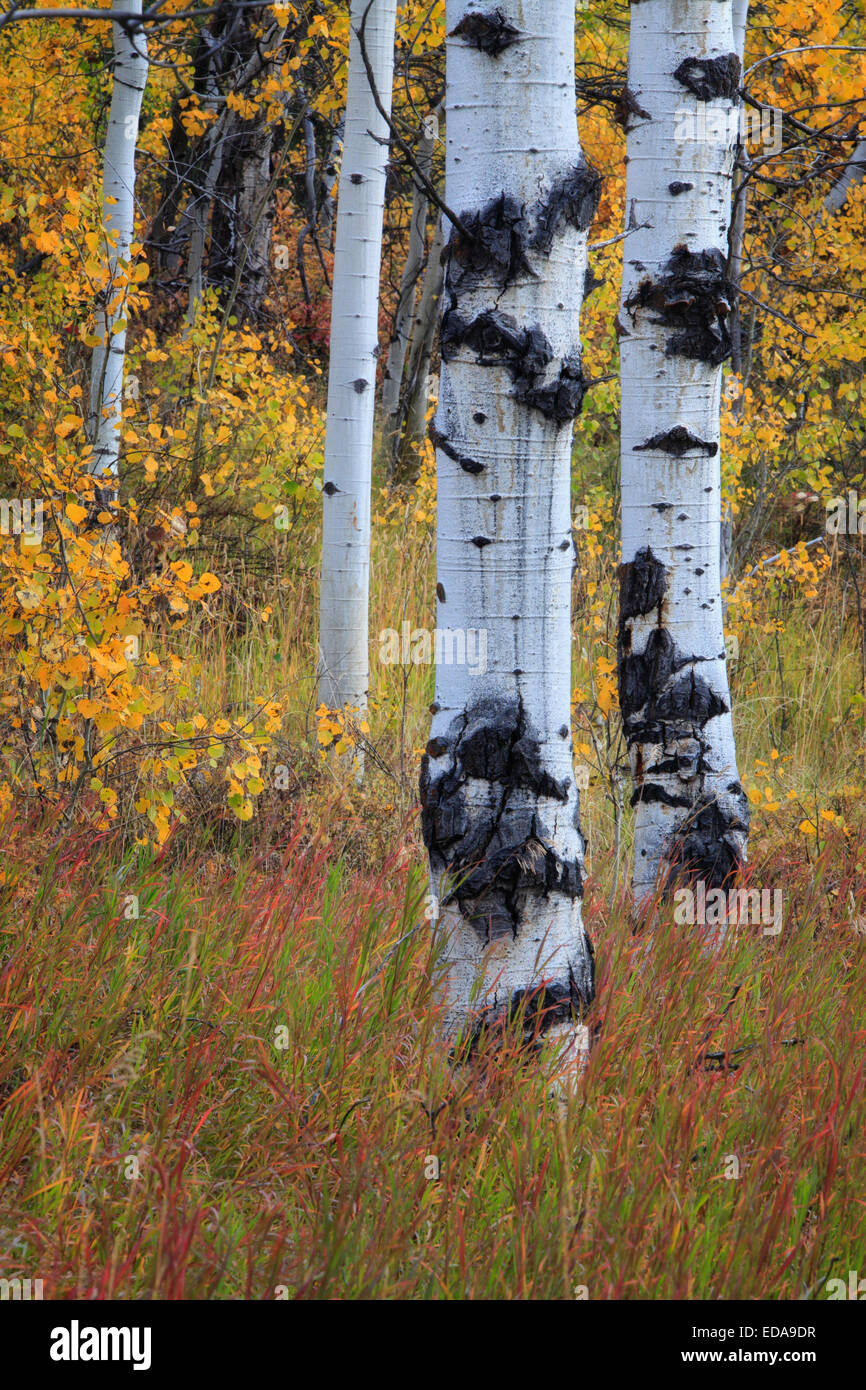 Aspens in autunno al Parco Nazionale di Grand Teton in Wyoming Foto Stock