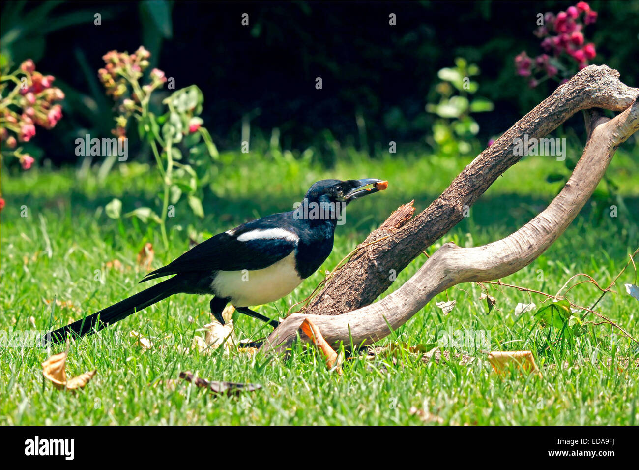 Eurasian Gazza (Pica pica) Foto Stock