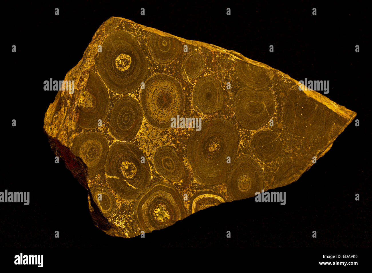 Orbicular ijolite, alkalic in orbicules, prateria sul lago Ontario Canada, parte del lago di prateria carbonotite complessa, noto solo oric Foto Stock