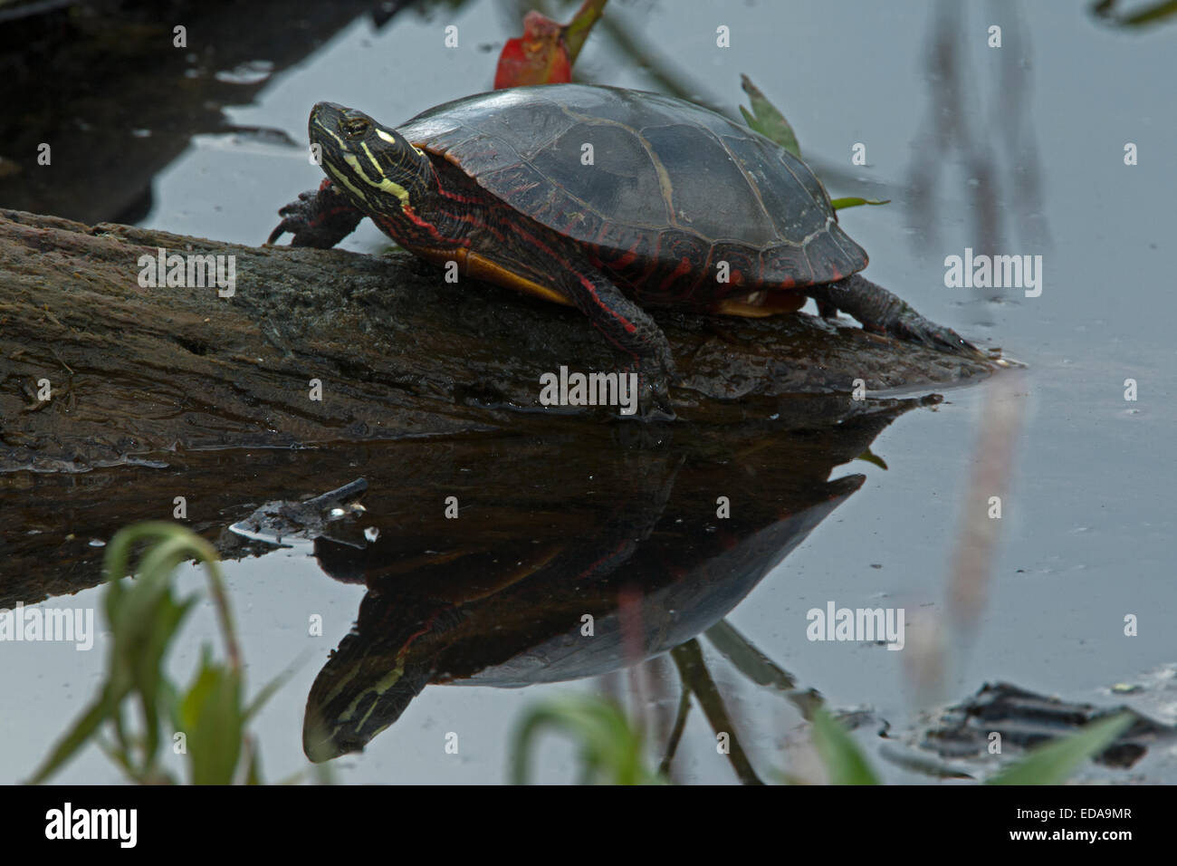 Dipinto di tartaruga (Chrysemys picta), scaldandosi, Virginia Foto Stock