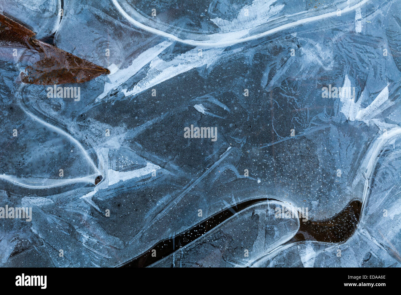 Congelati pozzanghera con una foglia intrappolata e la crescita del cristallo Foto Stock