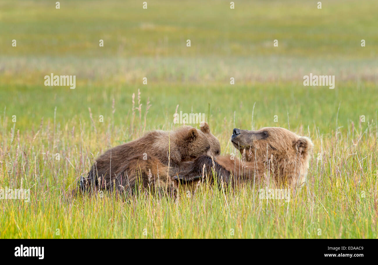Assistenza infermieristica orso bruno con due cuccioli in un campo erboso Foto Stock