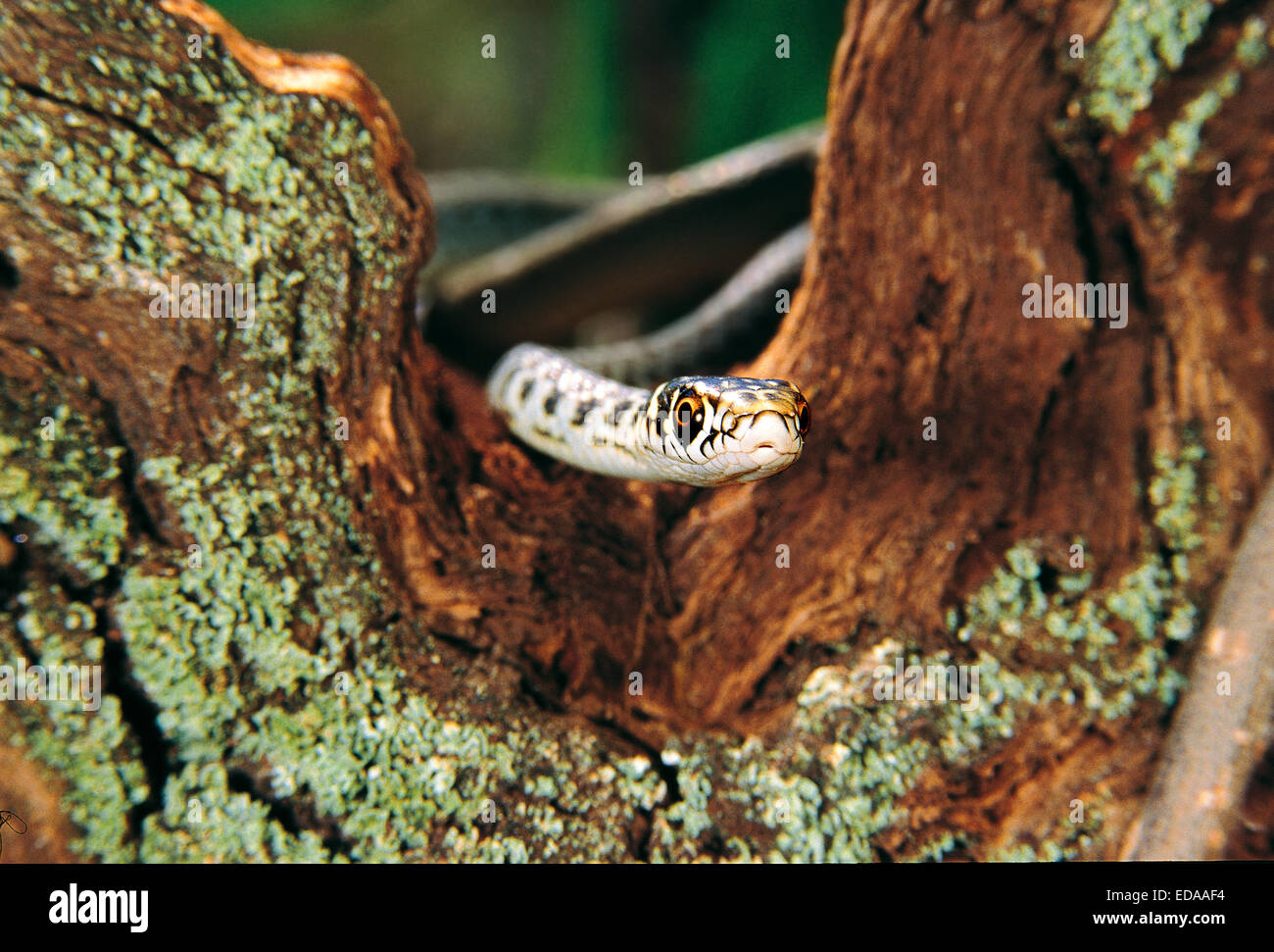 Green whip snake o Western frusta snake (Hierophis =Coluber viridiflavus) sempre considerato non velenoso sembra che invece poss Foto Stock