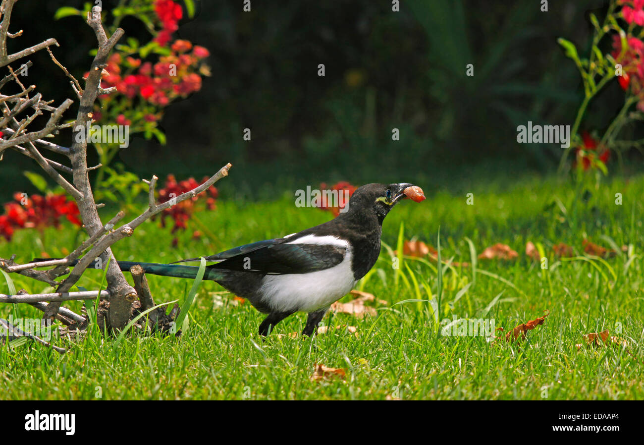 Eurasian Gazza (Pica pica) Foto Stock