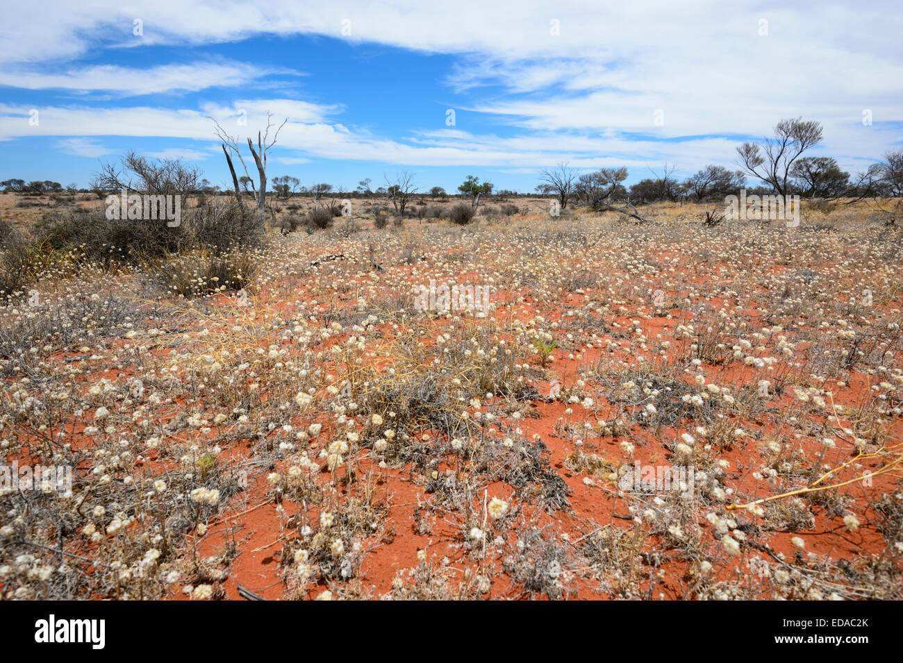 Outback fiori, Sud Australia Foto Stock