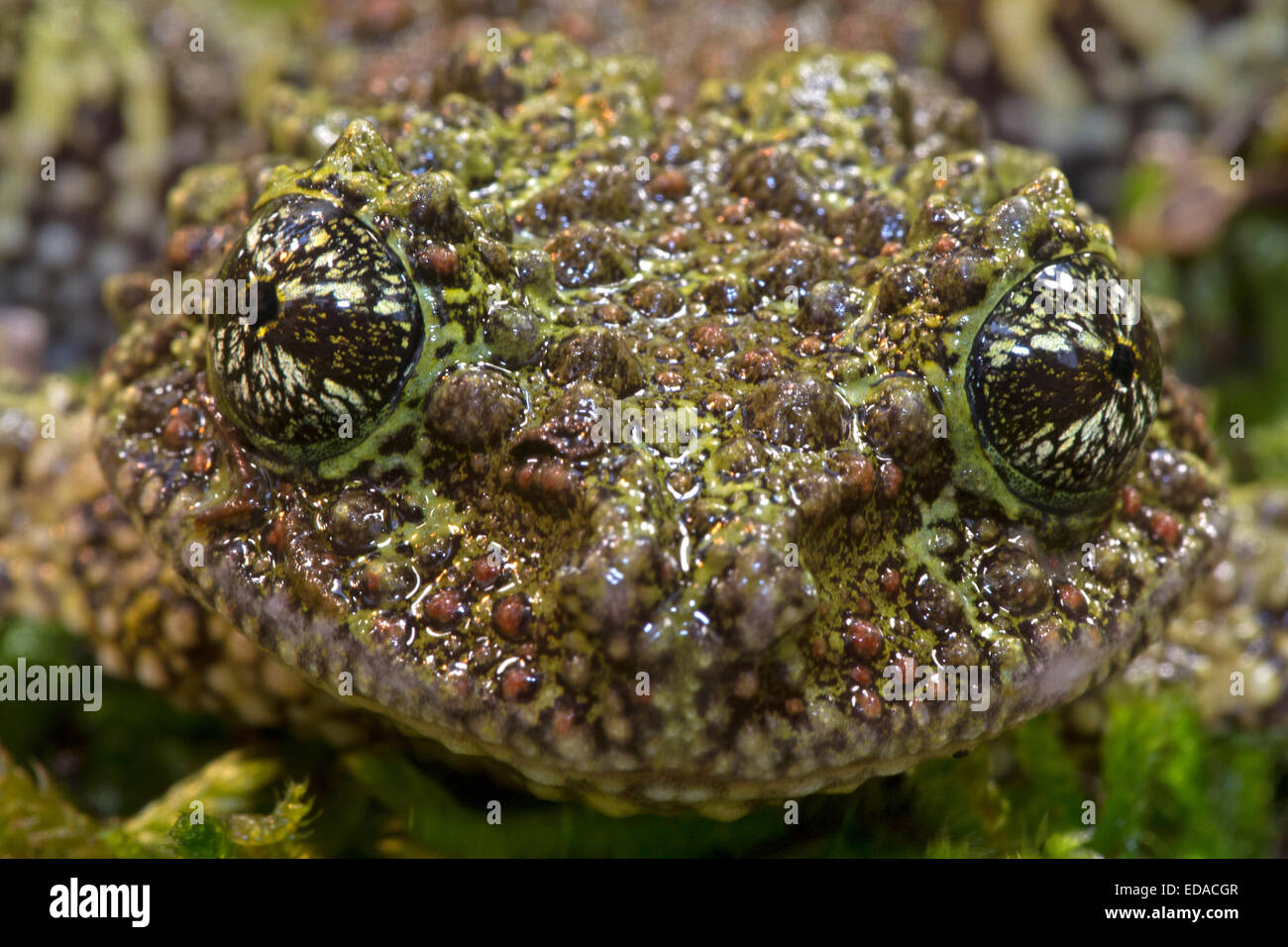 Rana di muschio, Vietnamita Mossy rana o Tonkin bug-eyed Frog (Theloderma corticale), captive Foto Stock
