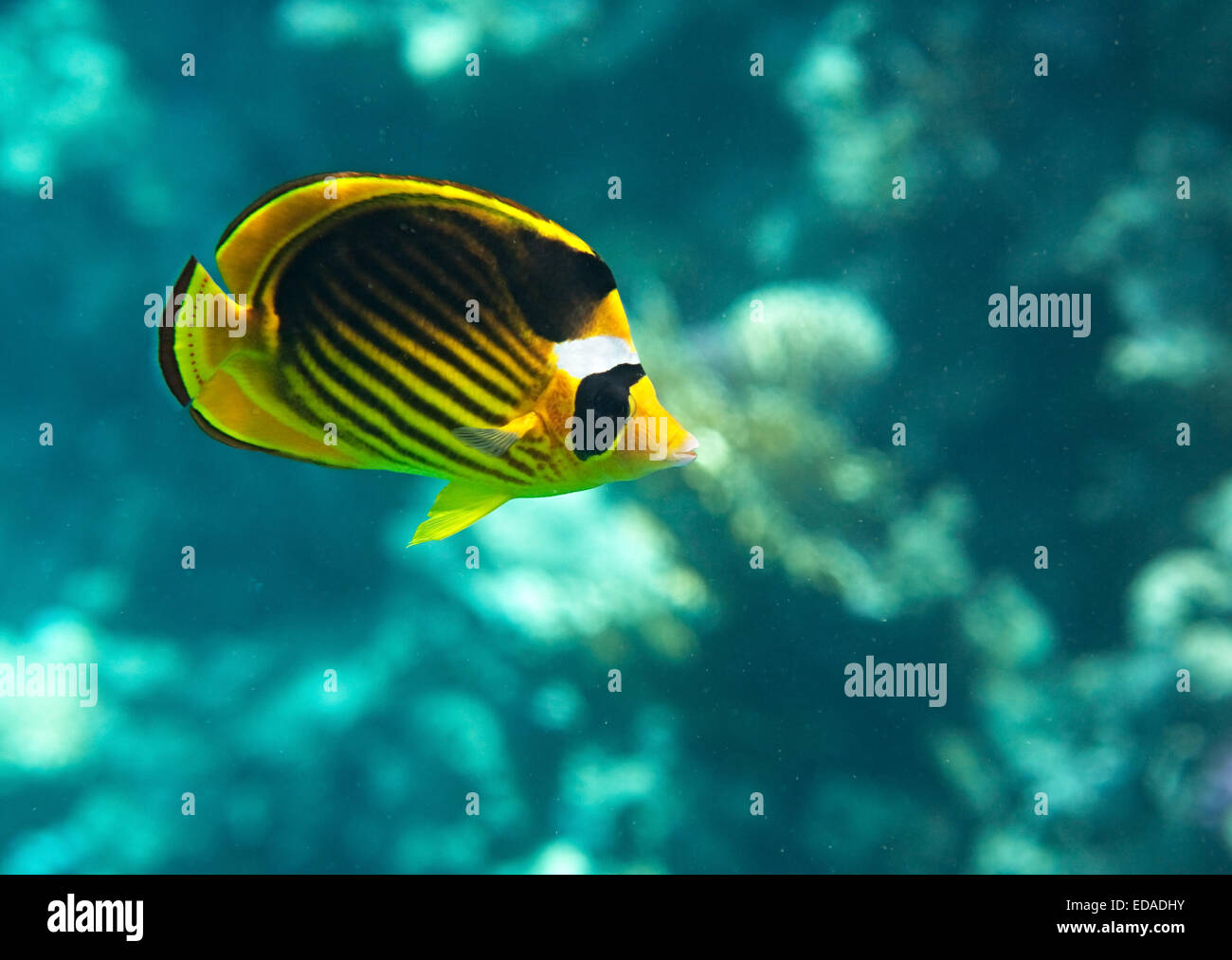 Diagonal-rigato butterflyfish Foto Stock