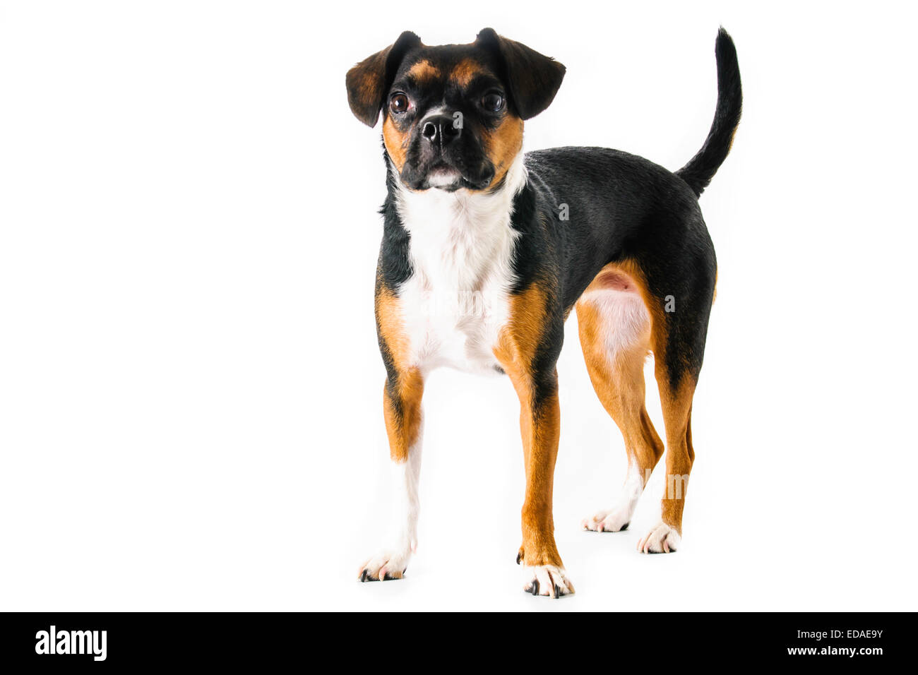 Marrone e bianco beagle e Boston Terrier di razza cane su sfondo bianco Foto Stock