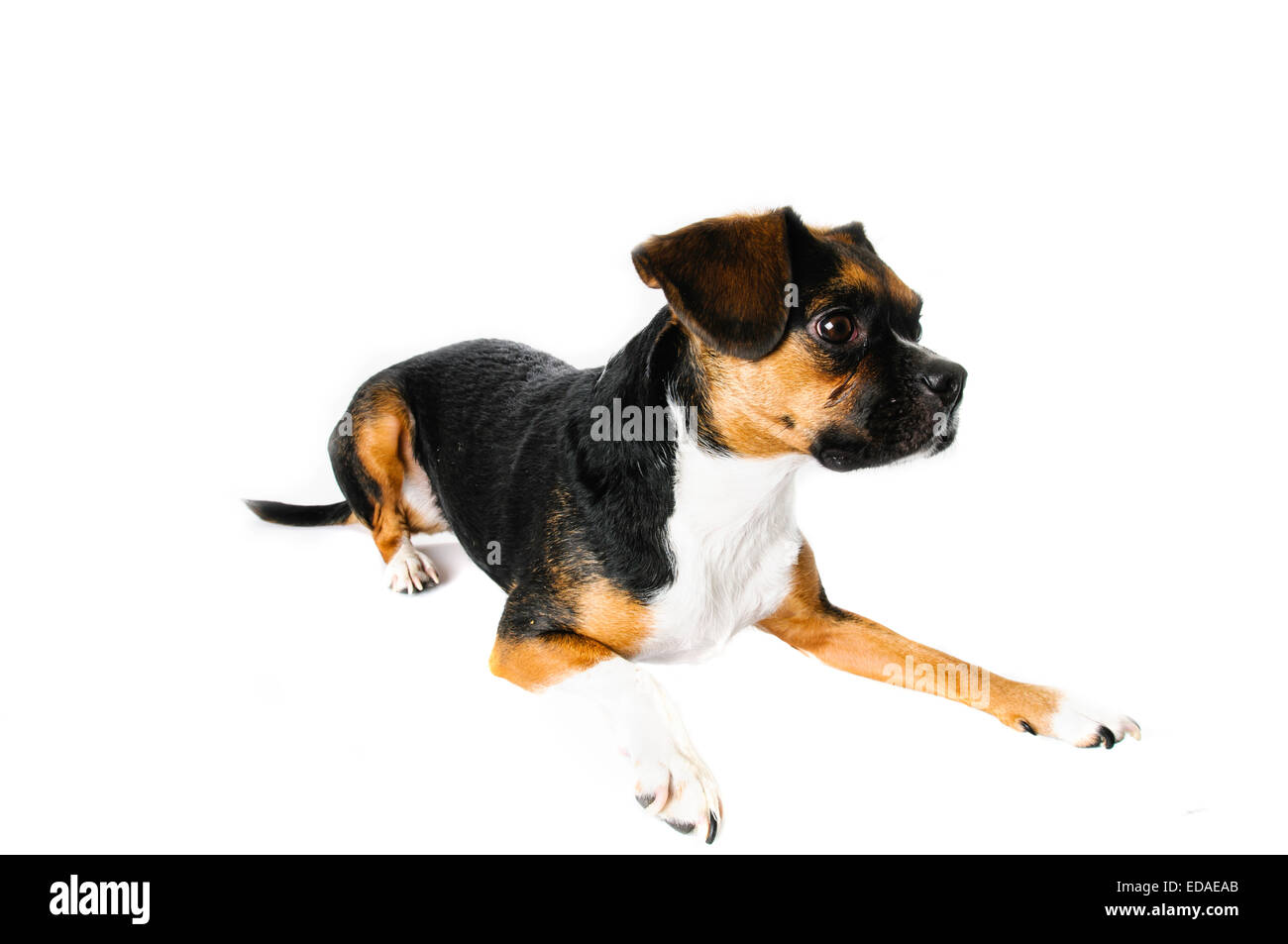 Marrone e bianco beagle e Boston Terrier di razza cane su sfondo bianco Foto Stock