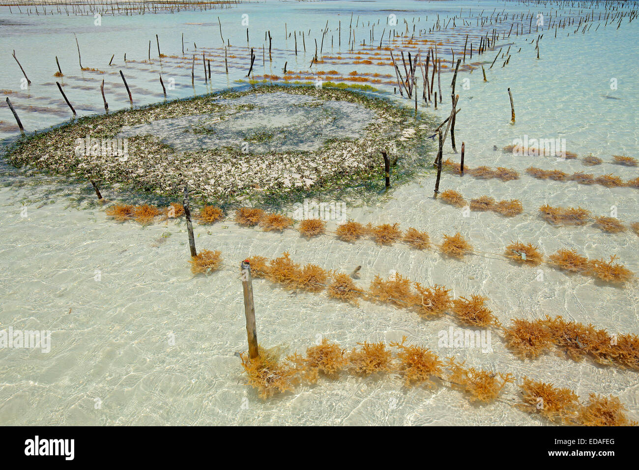 Allevamento di alghe nelle limpide acque costiere dell'isola di Zanzibar Foto Stock