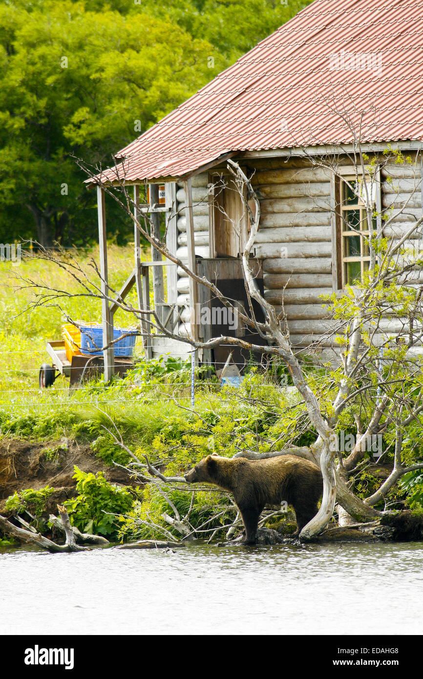 La Kamchatka l'orso bruno (Ursus arctos beringianus) Kurile lago, Kamchatka, Russia, Foto Stock