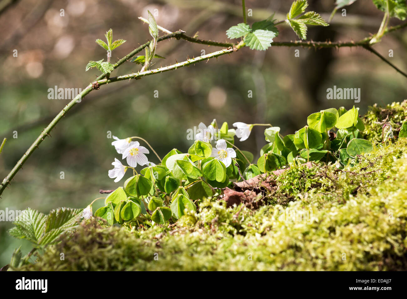 Wild Wood sorrell sul suolo della foresta Foto Stock