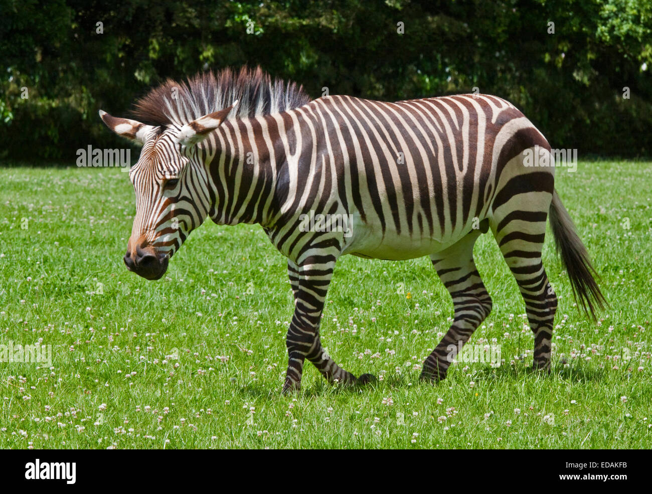 La Hartmann Zebra (Equus zebra hartmannae) Foto Stock