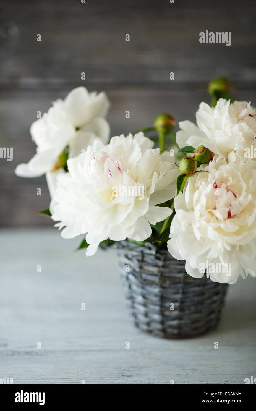 Belle le peonie in un vaso in vimini, fiori di colore bianco Foto Stock