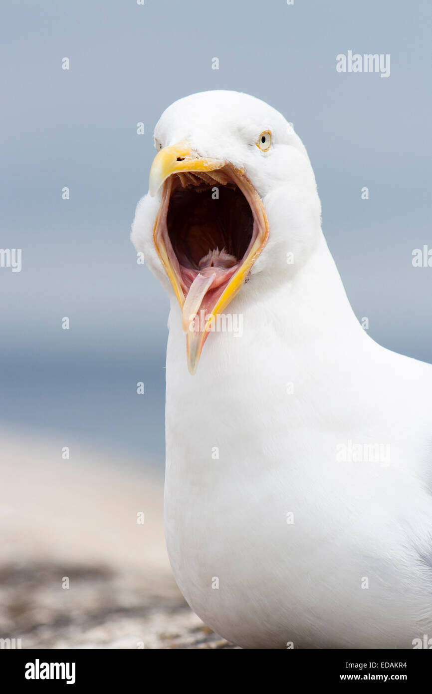 Wide Gape mostrato da un adulto europeo Gabbiano Aringhe, Larus argentatus, su una parete del Molo di St Ives, Cornwall. Foto Stock