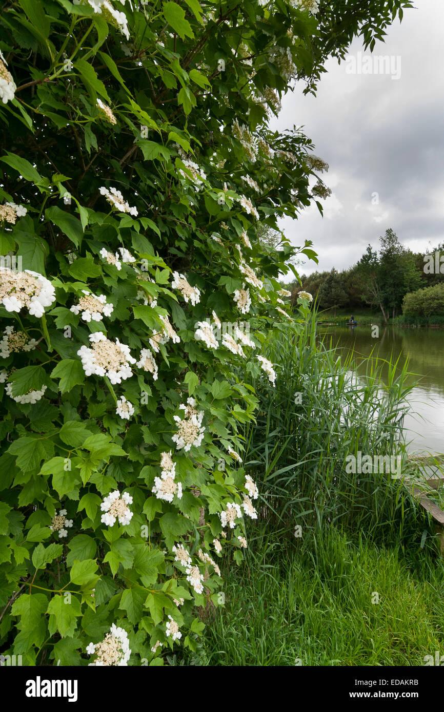Lacecap fiori del Regno Unito viburno nativo di rose, Viburnum opulus, in una scenografia del lago Foto Stock