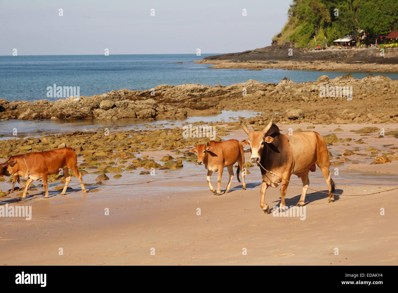 Bull e vacche di Asian razza bovina sulla spiaggia. Resort in background. Koh Ko Lanta, Thailandia del sud-est asiatico. Foto Stock