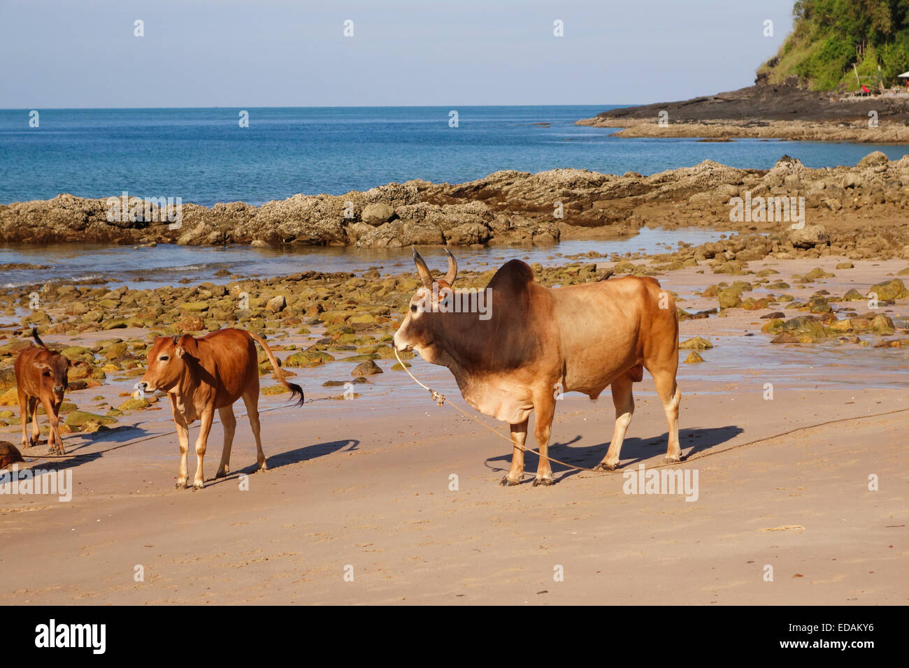 Bull e vacche di Asian razza bovina sulla spiaggia. Resort in background. Koh Ko Lanta, Thailandia del sud-est asiatico. Foto Stock