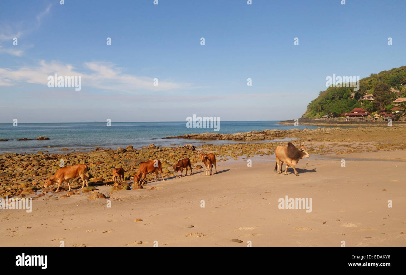 Bull e vacche di Asian razza bovina sulla spiaggia. Resort in background. Koh Ko Lanta, Thailandia del sud-est asiatico. Foto Stock