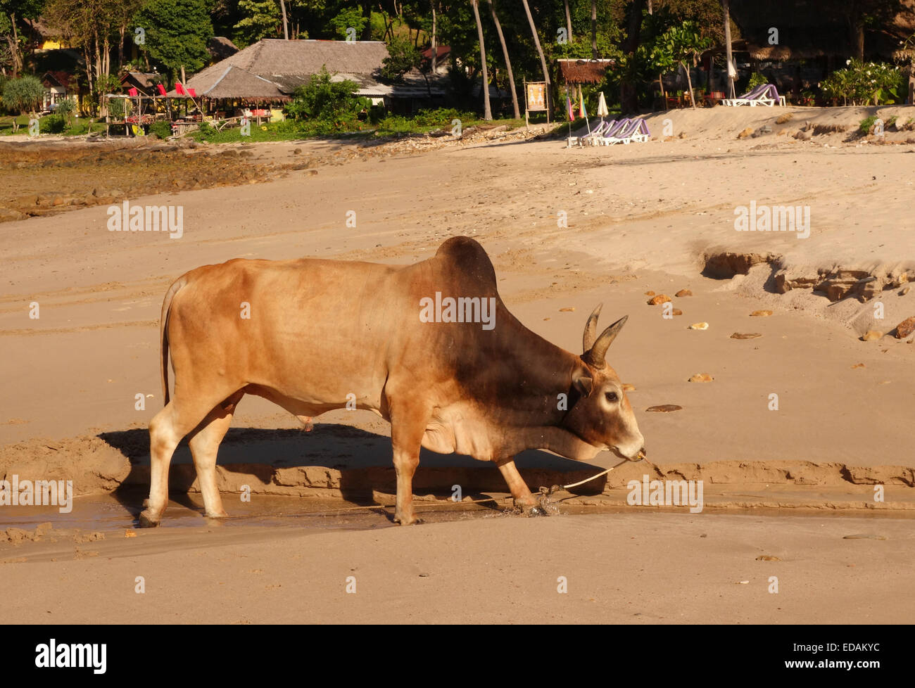 Bull di Asian razza bovina sulla spiaggia. Resort in background. Koh Ko Lanta, Thailandia del sud-est asiatico. Foto Stock