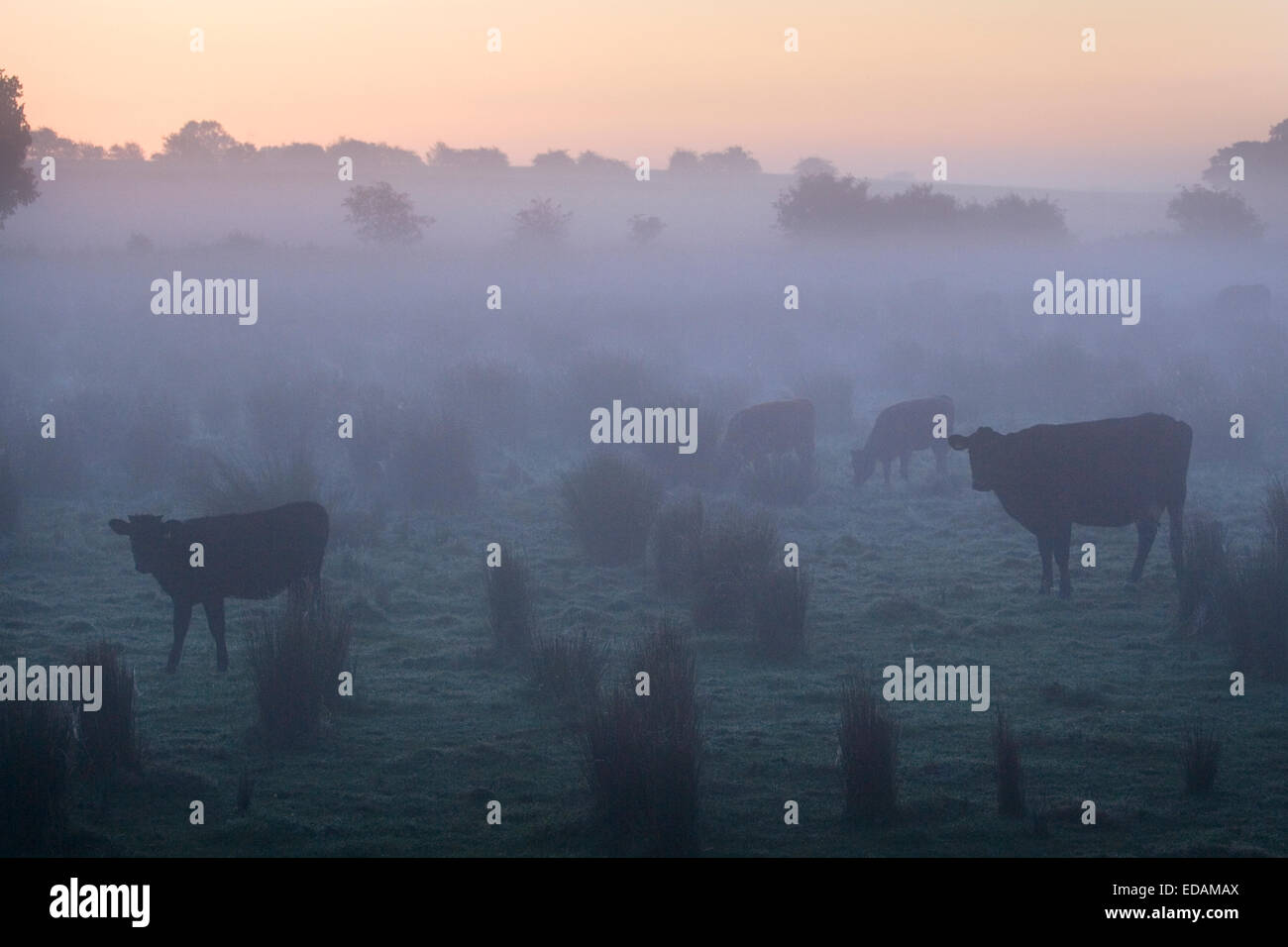 Bestiame all'alba, Norfolk, Regno Unito Foto Stock
