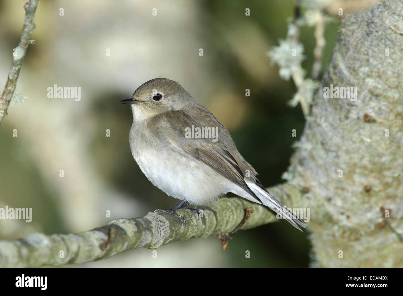 La Taiga Flycatcher - Ficedula albicilla Foto Stock