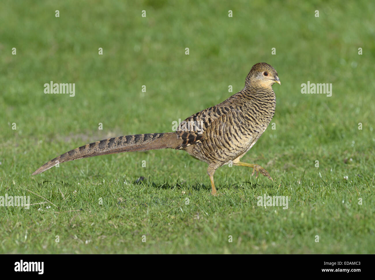 Golden Pheasant - Chrysolophus pictus - femmina. Foto Stock