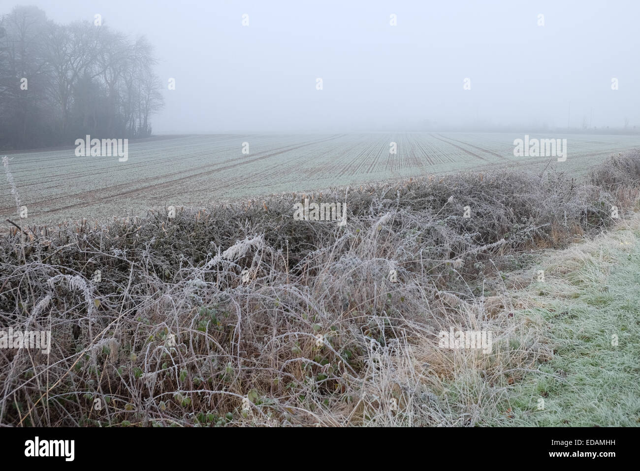 Nebbioso e gelido inverno mattina come tempatures durante la notte è scesa al di sotto di congelamento Foto Stock