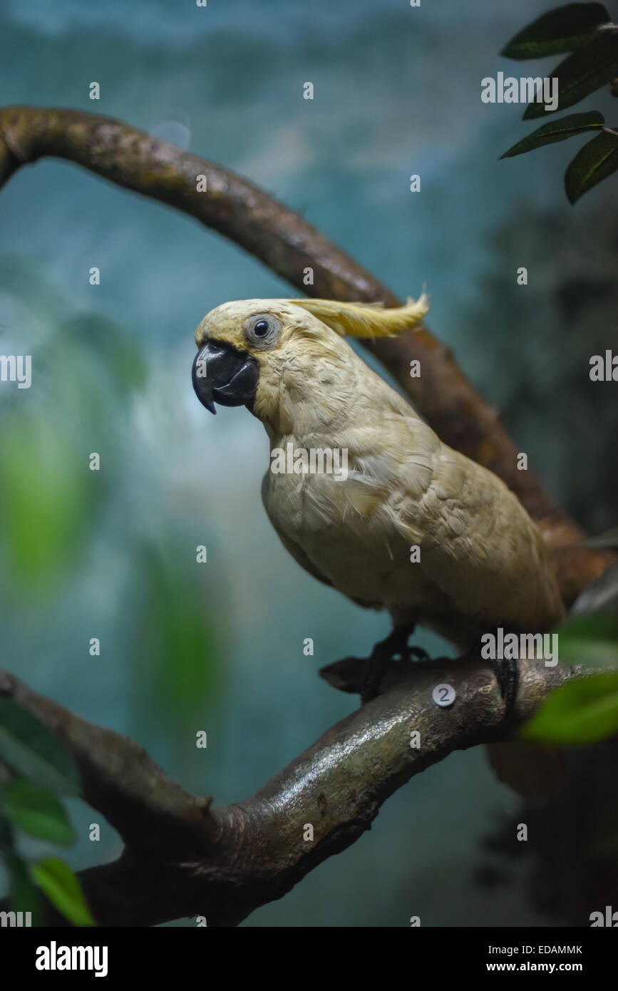 Display del giallo-crested cockatoo (Cacatua sulphurea) provino a Bogor Museo di Zoologia. Foto Stock