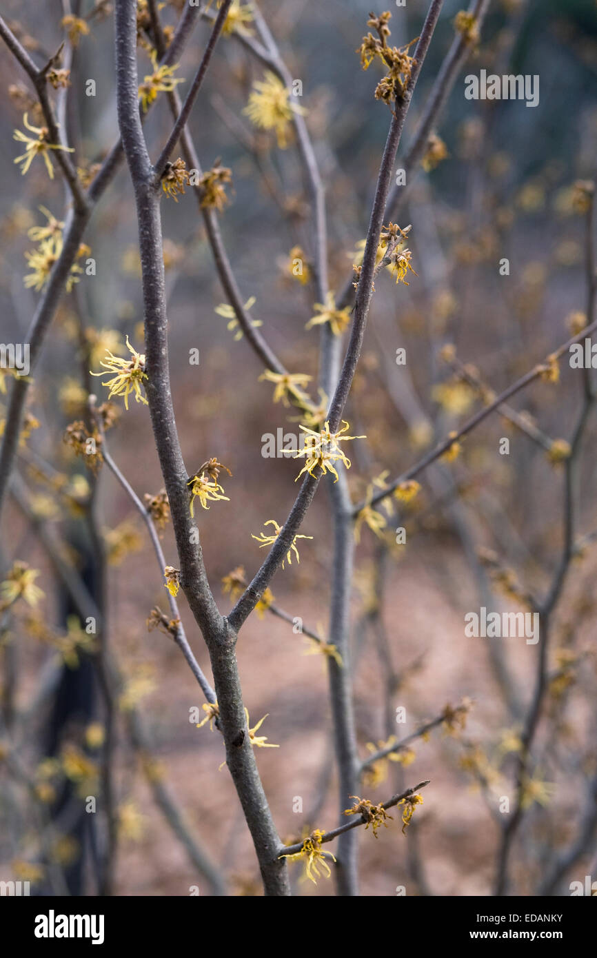 Arbusto di Hamamelis fioritura in inverno. Amamelide fiori. Foto Stock