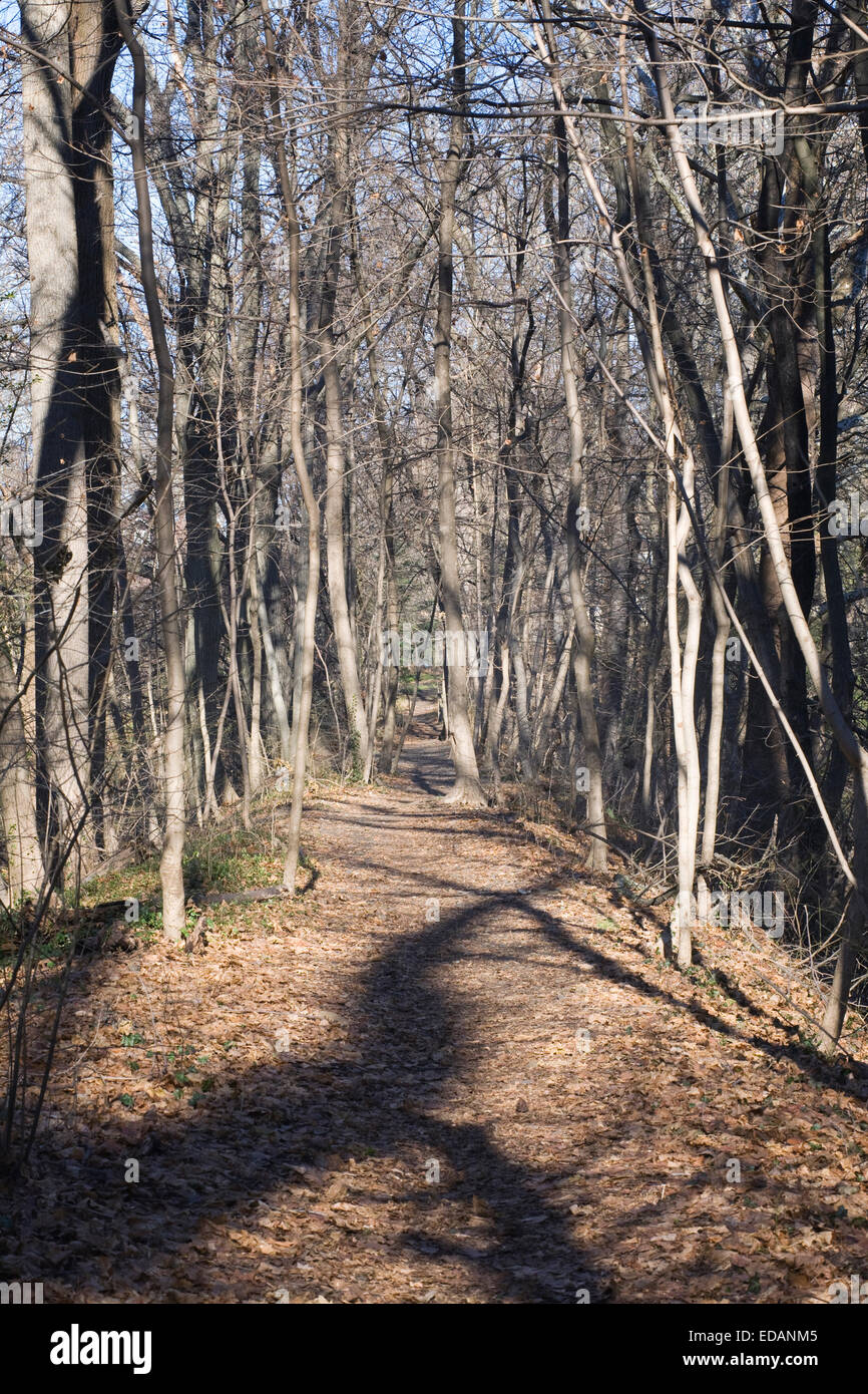 Un sentiero di bosco d'inverno. Foto Stock