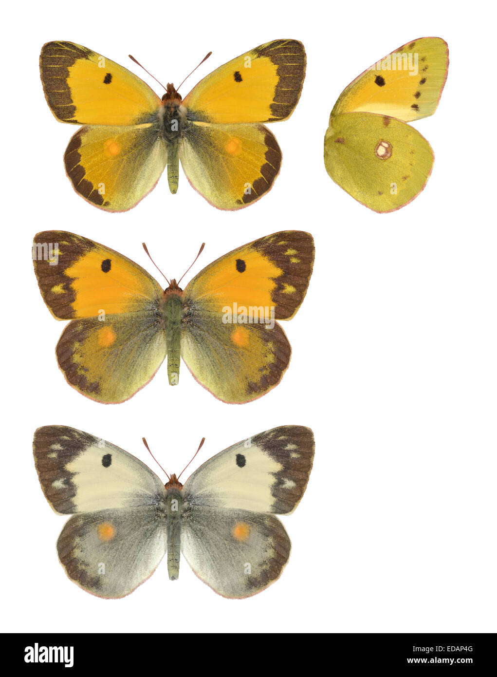 Offuscato giallo - Colias croceus - maschio (parte superiore) - femmina - (centrale) - femmina, forma elica (fondo). Foto Stock