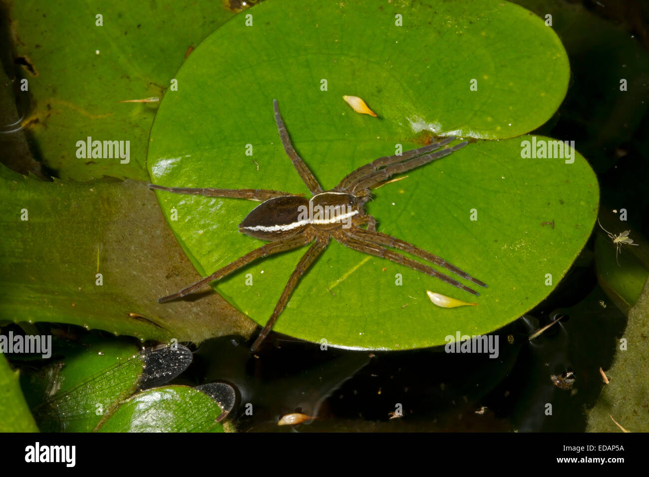 Fen zattera Spider - Dolomedes plantarius Foto Stock