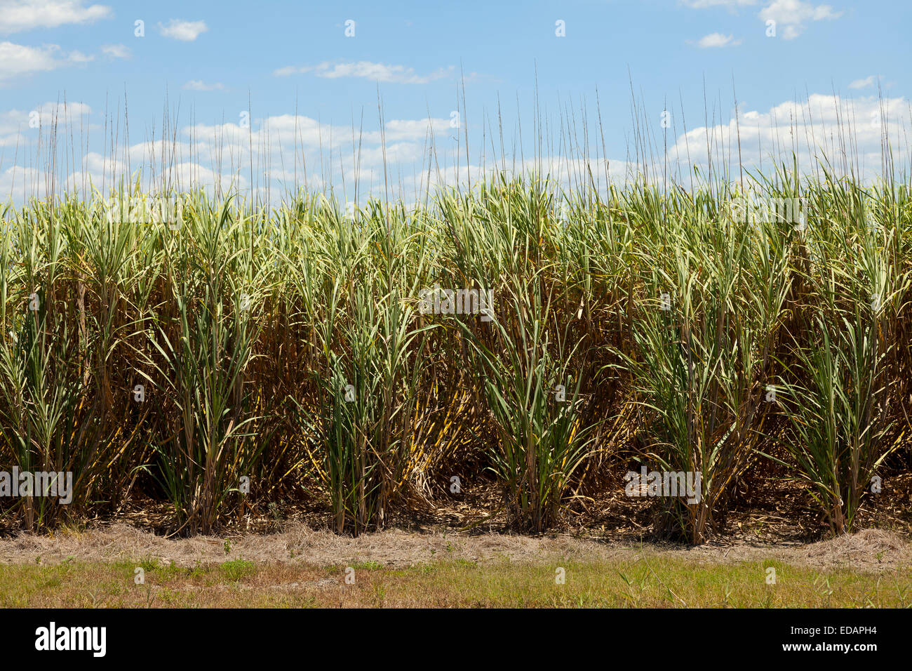 I campi di canna da zucchero nel Queensland, Australia Foto Stock