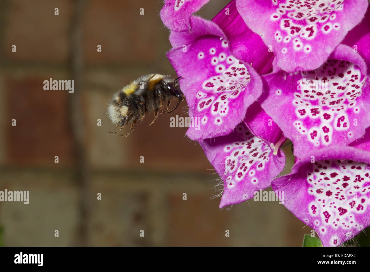 Buff-tailed Bumblebee - Bombus terrestris Foto Stock