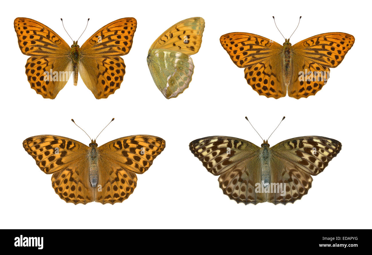 Argento-lavato Fritillary - Argynnis paphia - maschio (parte superiore) - tipico femmina (in basso a sinistra) - valezina femmina (in basso a destra). Foto Stock