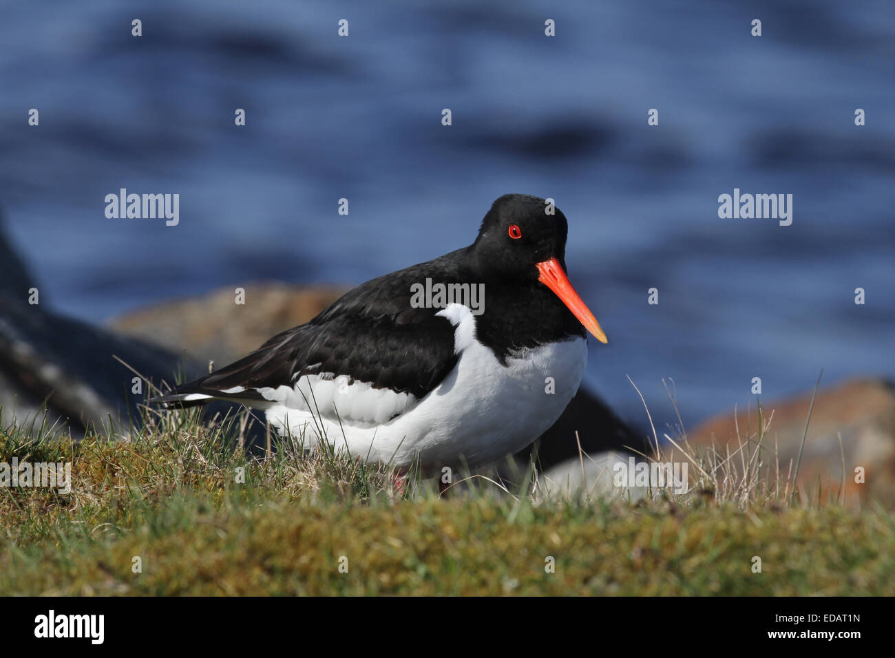 Oystercatcher sul loch bordo laterale Foto Stock